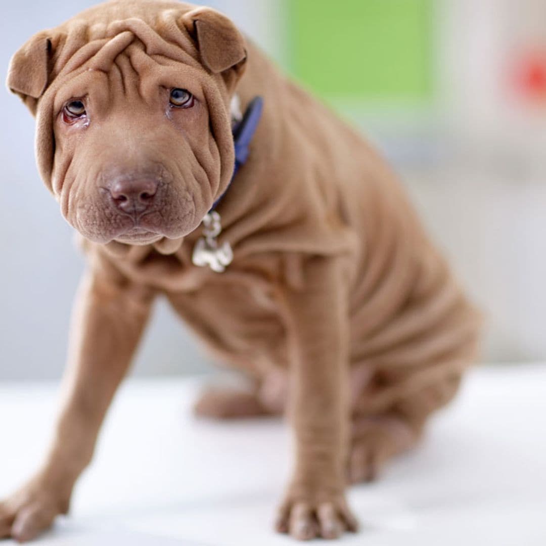 ¡Qué curiosos! Estas son las 10 razas de perro 'más arrugadas '