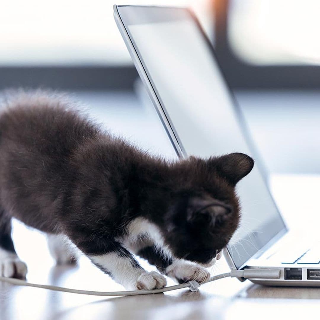 Morder cables: el hábito más peligroso de los gatos (y cómo ponerle solución)