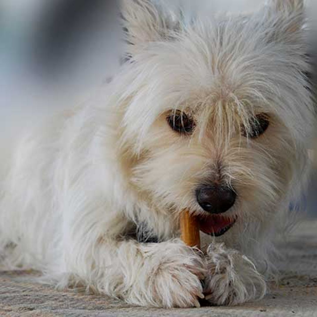 Estas navidades... ¡cuidado con los alimentos que son tóxicos para los perros!