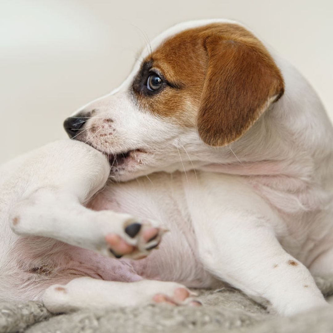 ¿Qué síntomas pueden alertarnos de que nuestro perro tiene un problema en la piel?