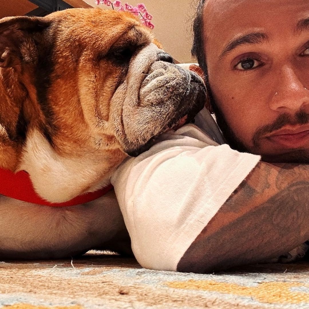 Muere Roscoe, el bulldog estrella de Lewis Hamilton que llegó a ganar 700 euros al día como modelo