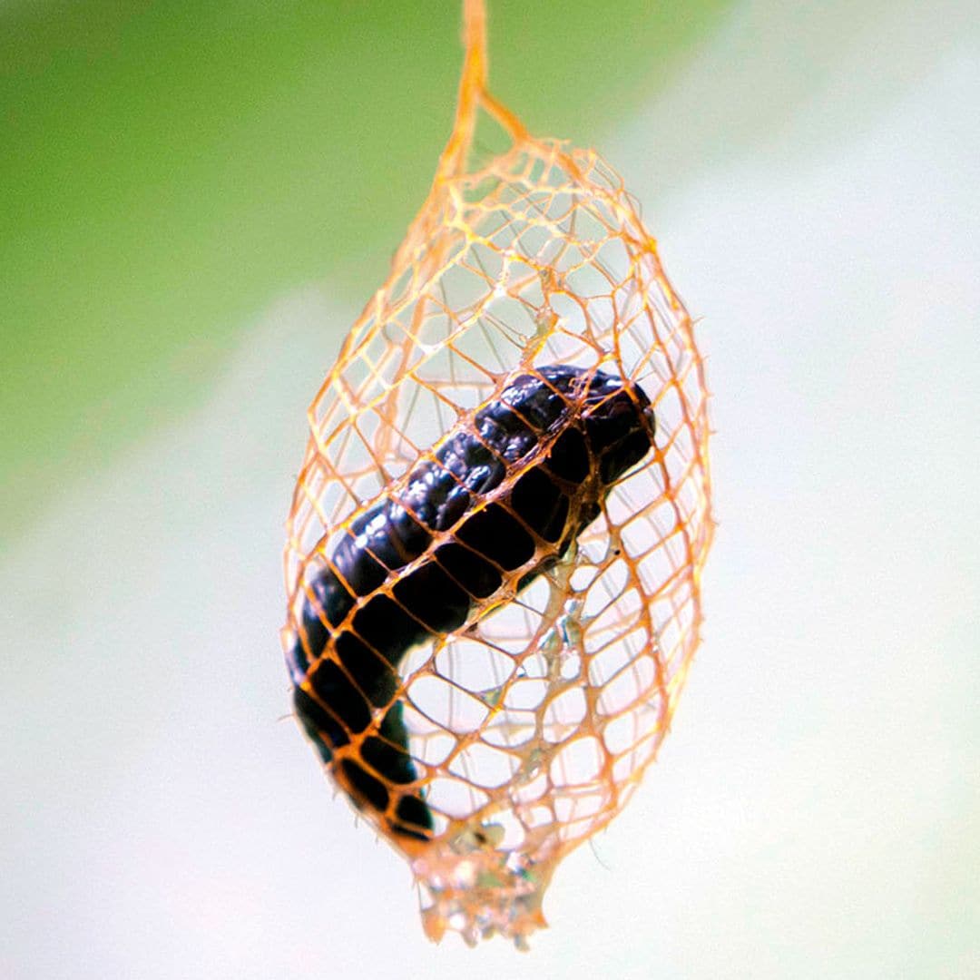 Capullo de urodus parvula en pleno proceso de metamorfosis