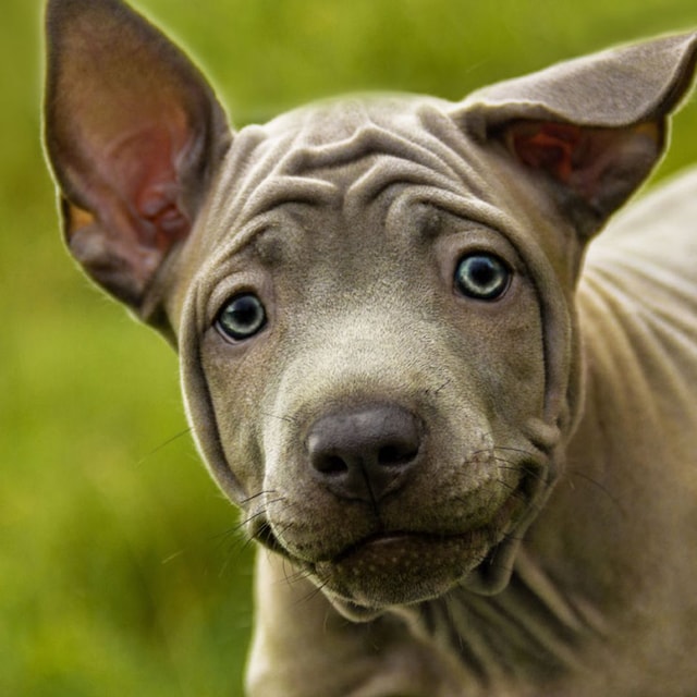 thai ridgeback
