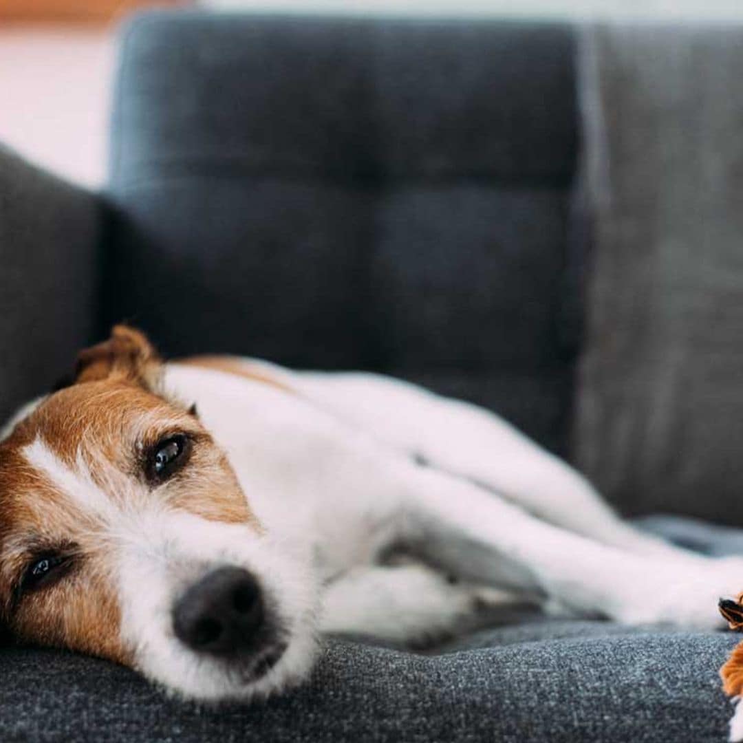 Los 10 síntomas que podrían indicar que tu perro tiene leishmaniosis