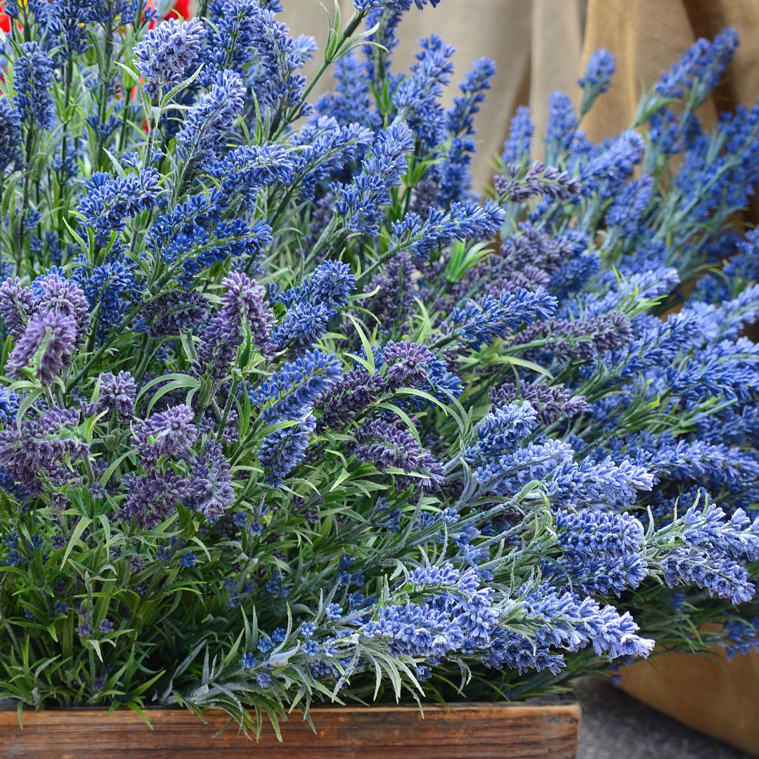 Cómo cultivar lavanda en maceta: guía práctica para cuidarla con éxito