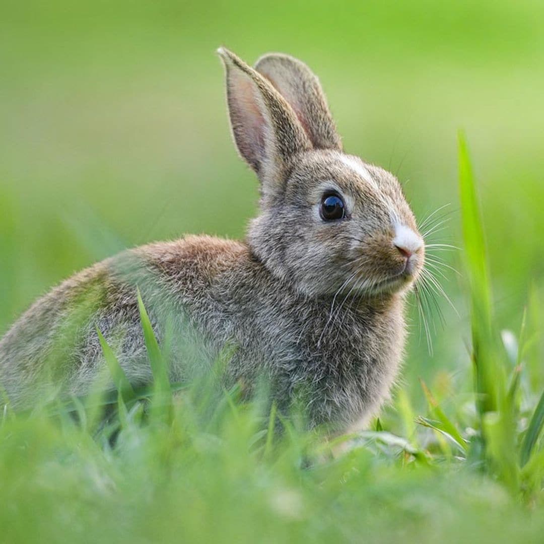 Motivos por los que los conejos son mascotas muy sorprendentes