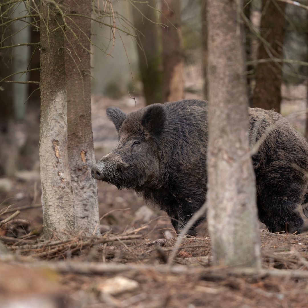 Ni jabalí ni vaca: el ‘vakamulo’, la bestia de Galicia que desafía a la fauna local