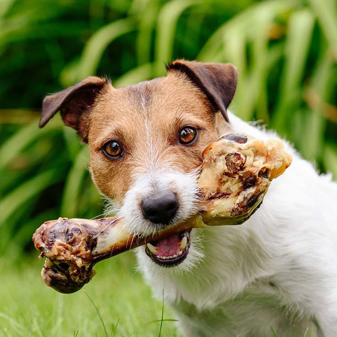 ¿Es perjudicial para mi perro que coma huesos?