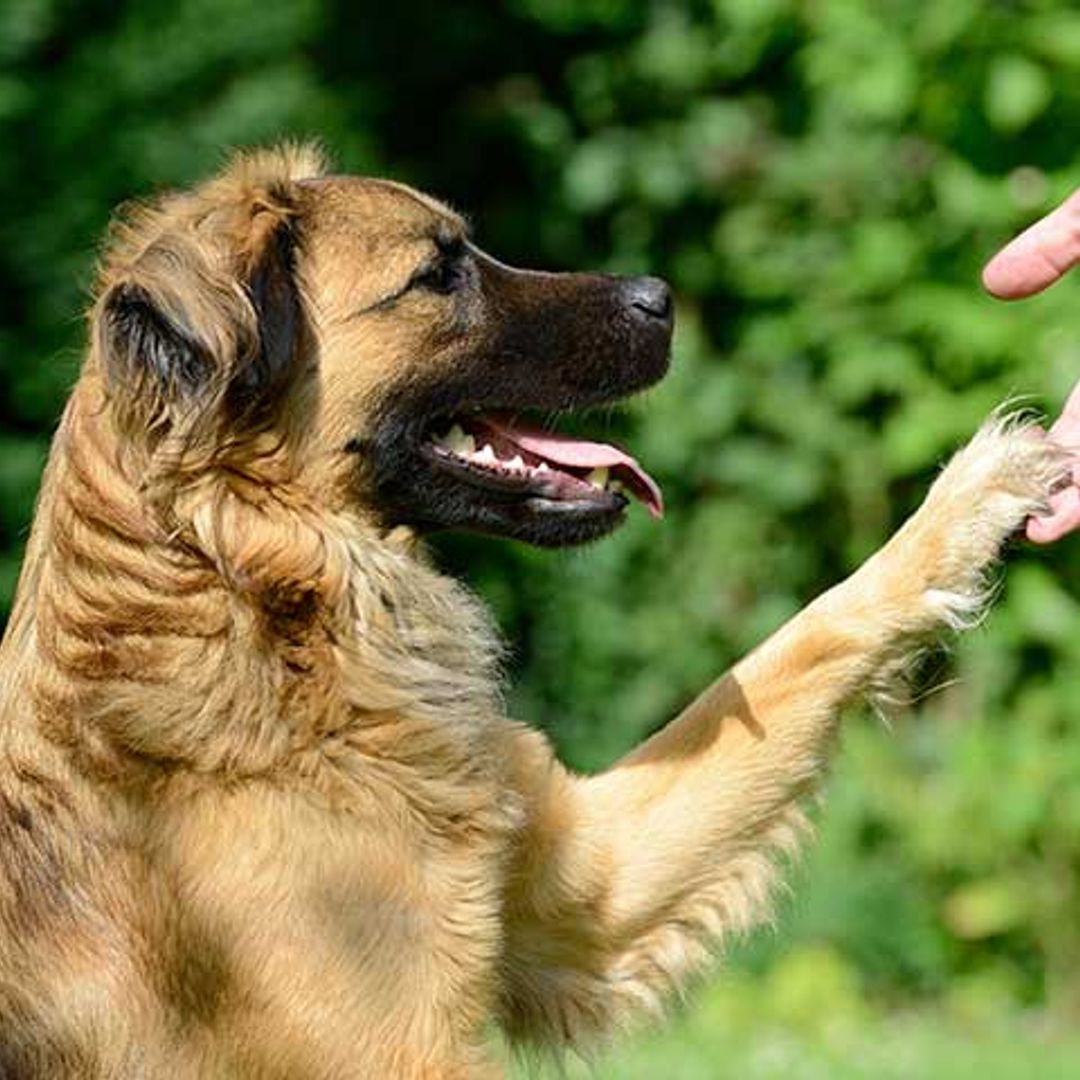 Doctor Guau: la terapia de perros que ayuda a la recuperación de los niños
