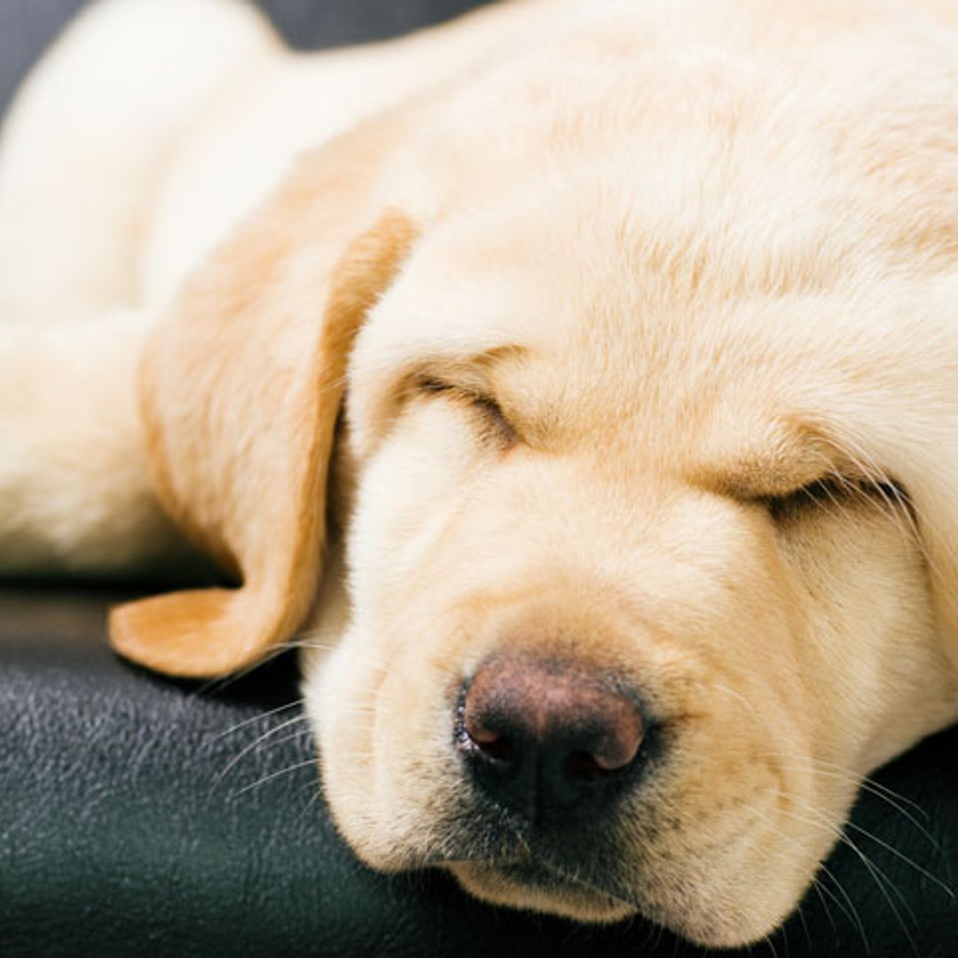 Sí, el duelo tras la pérdida de una mascota existe 