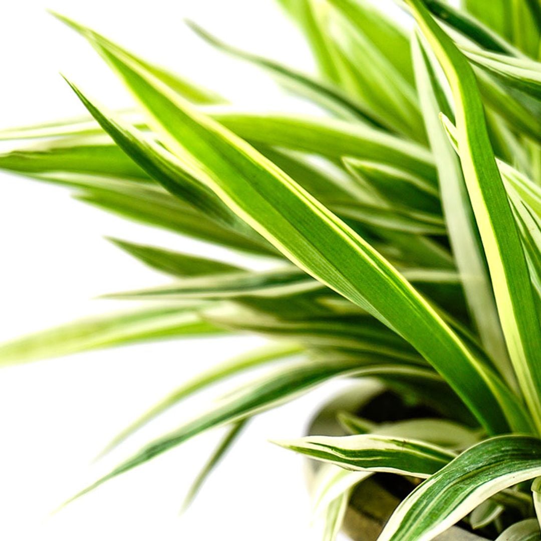 Aprende a cultivar la drácena en casa