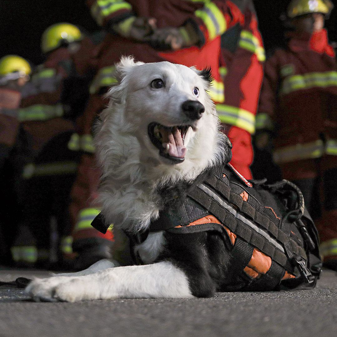 La increíble historia de Tsunami: de perro abandonado a héroe nacional tras los terremotos de Venezuela