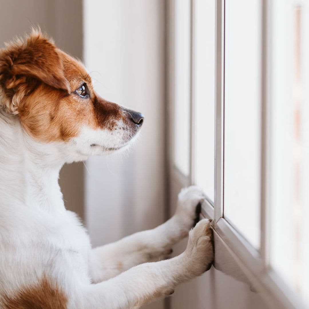 ¿Hay una habitación o lugar más seguro cuando tu perro se queda solo en casa?