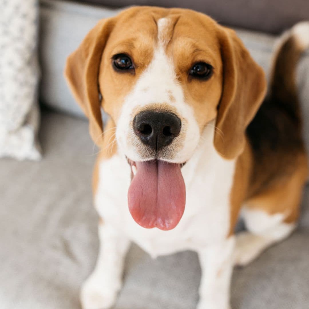 Razas de perro: el beagle, un adorable cazador para estar en casa
