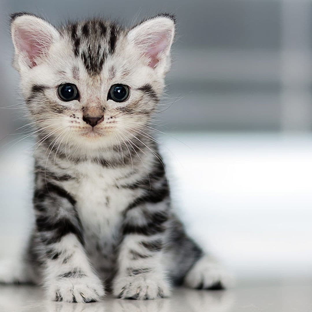 El origen del nombre Misifú, y otros muchos nombres originales para tu gato