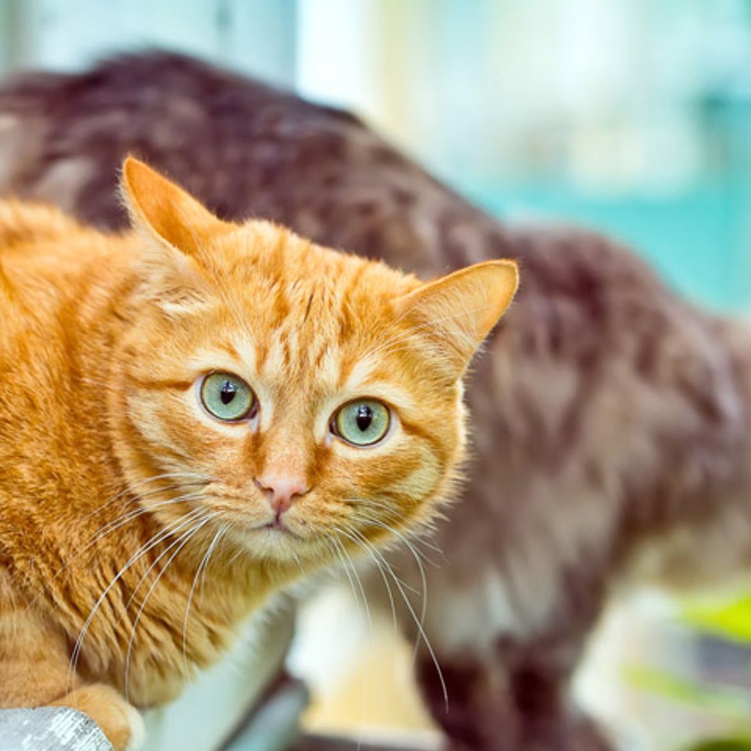 Cuatro remedios caseros para eliminar el olor a orina de gato