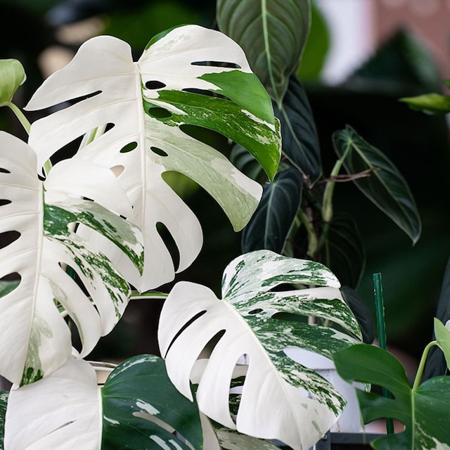 plantas variegadas