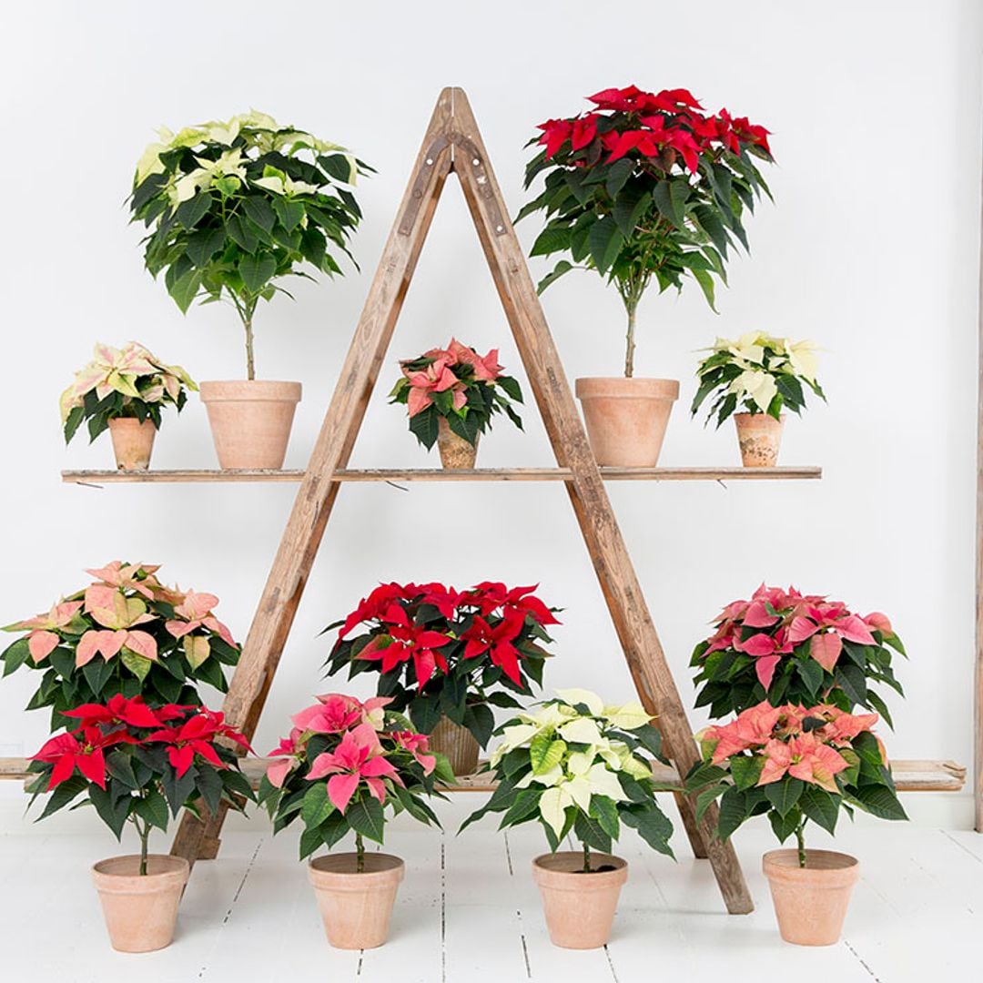Así debes cultivar tu flor de Pascua para conservarla después de Navidad