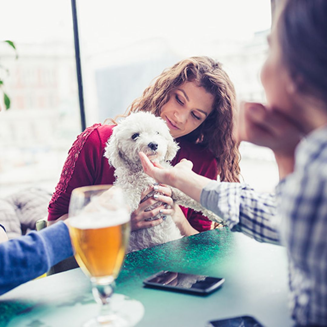 Ideas para compartir un día fantástico con tu perro por Madrid