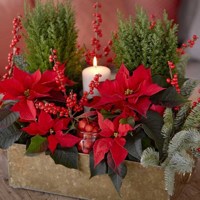 centros navidad 8t