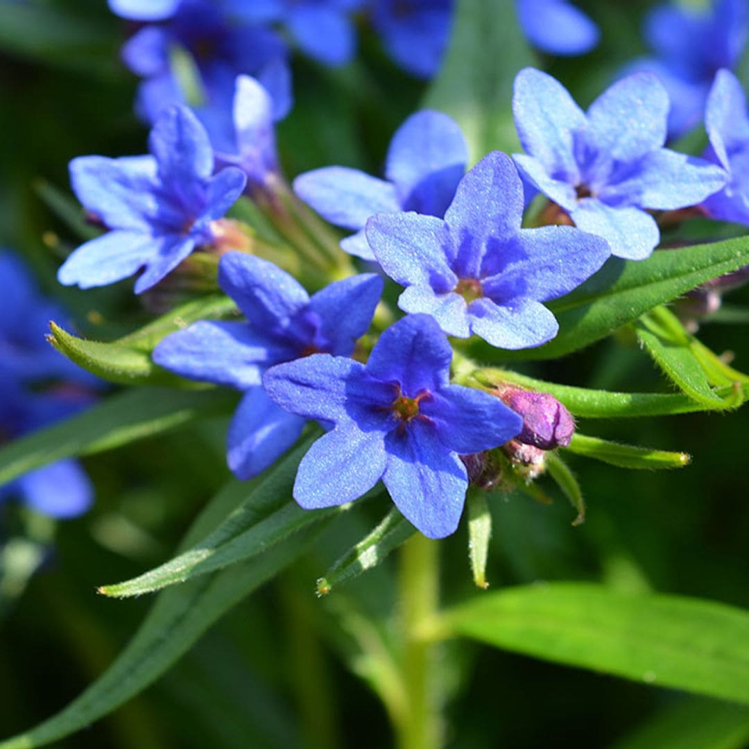 Carrasquilla azul, una planta fácil de cuidar que le dará un aire silvestre a tu jardín