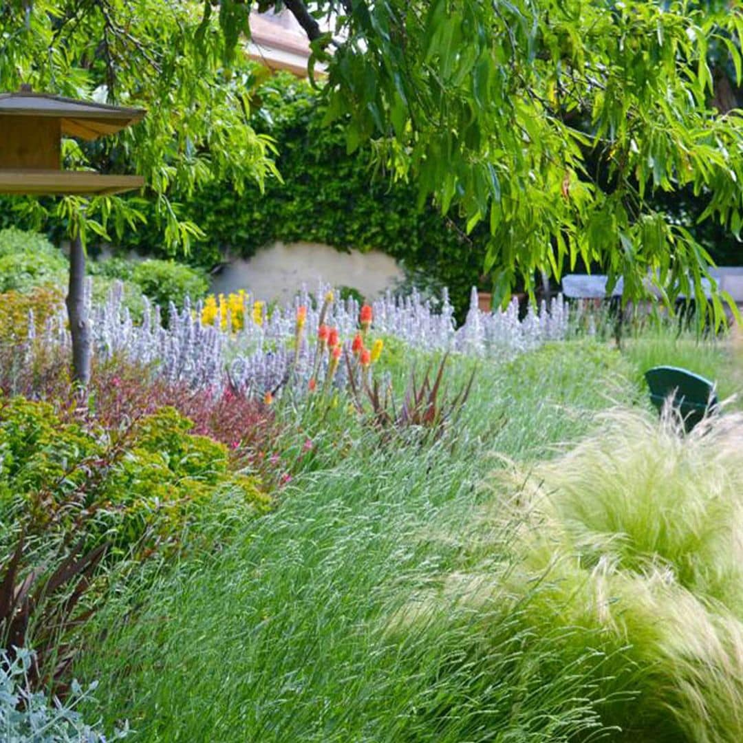 Gramíneas, ¿cuáles seleccionar para el diseño de tu jardín?