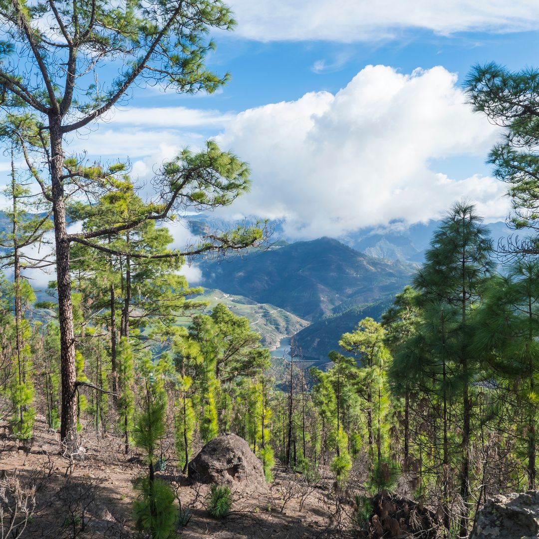 paisaje del parque natural Tamadaba. Gran Canaria,