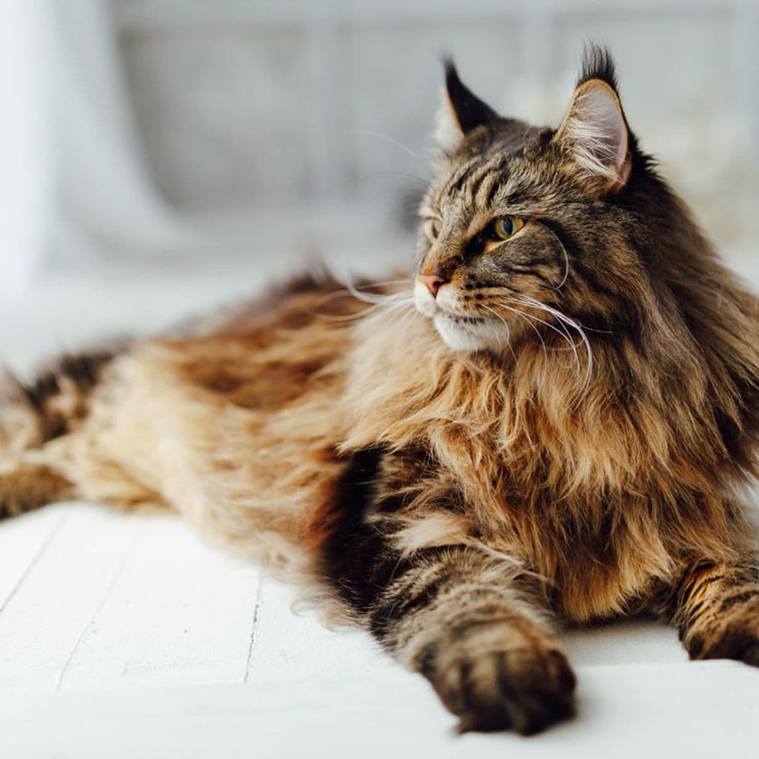 Estas son las razas de gato más caseras
