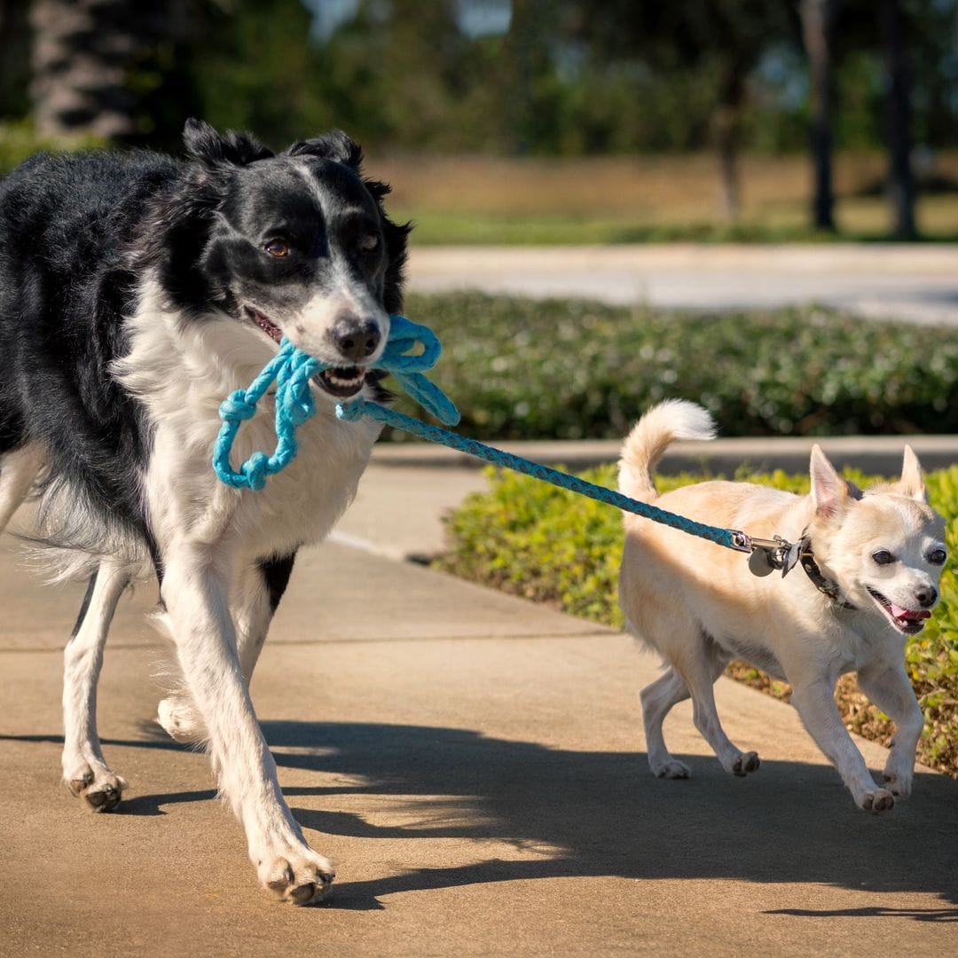 Estas son las razas de perro que más viven y por qué algunas superan los 15 años