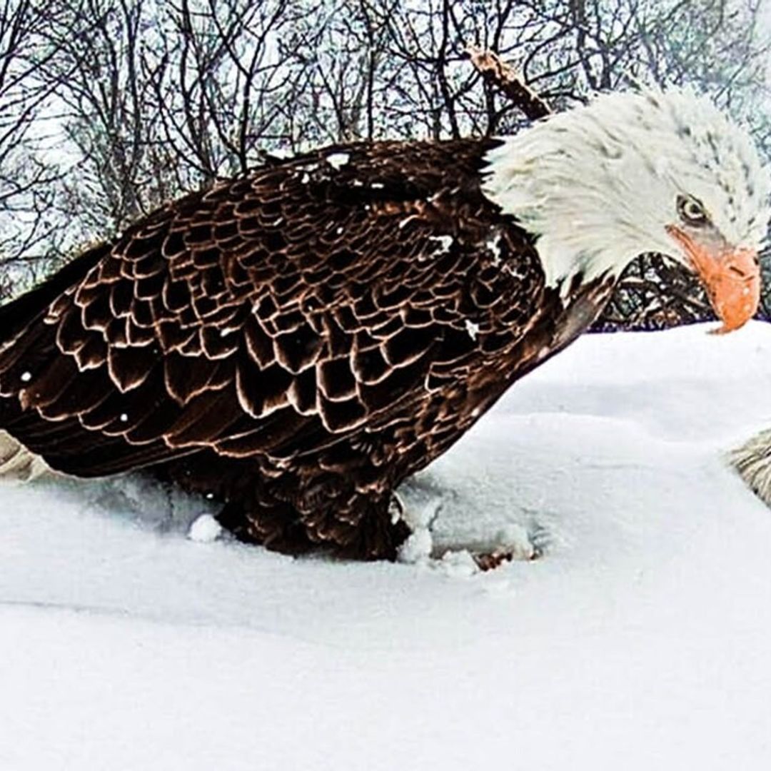 Así se adapta el reino animal a las gélidas temperaturas de este invierno