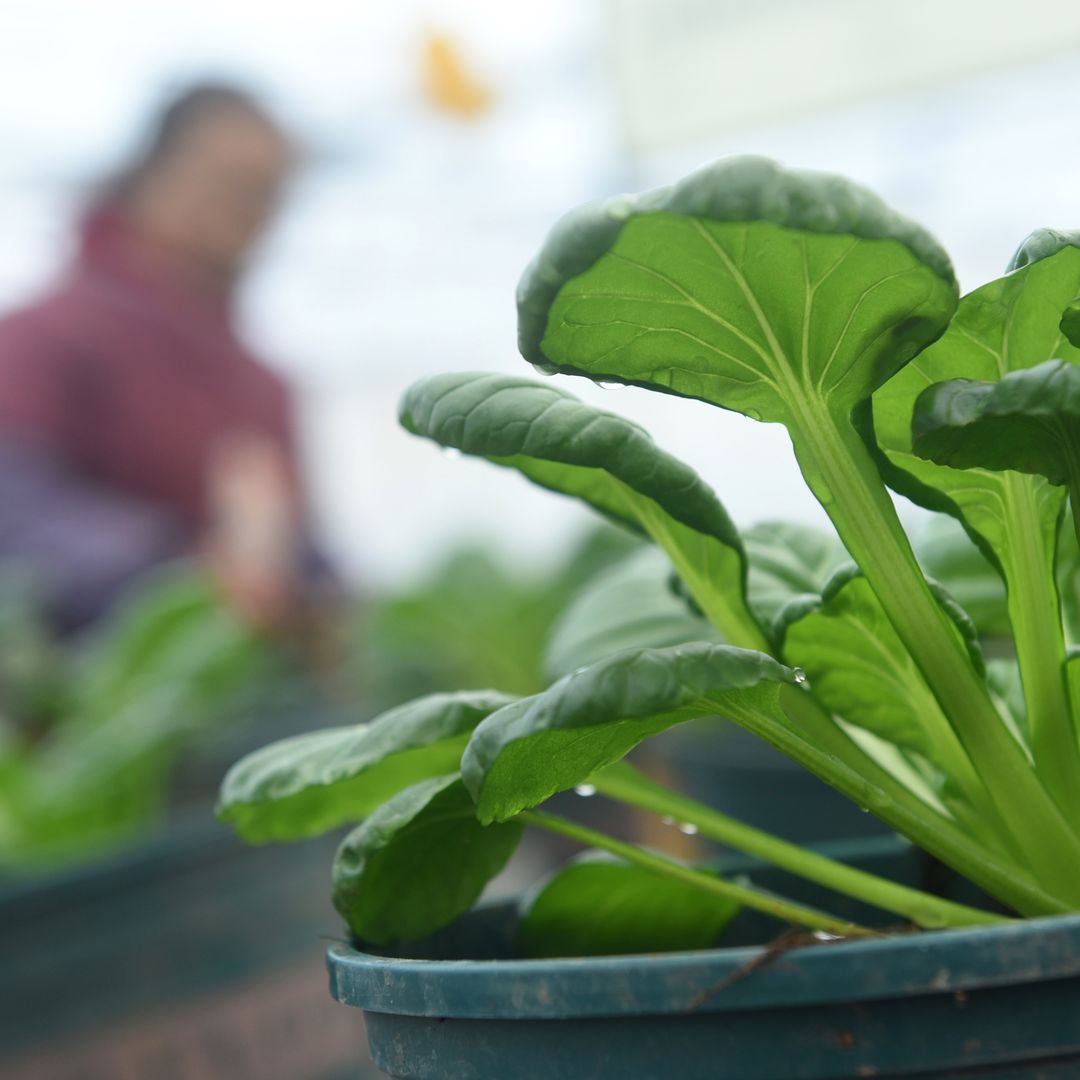 ​ 10 trucos sencillos y baratos para cuidar tus plantas: de cáscaras de huevo a infusión de ajo