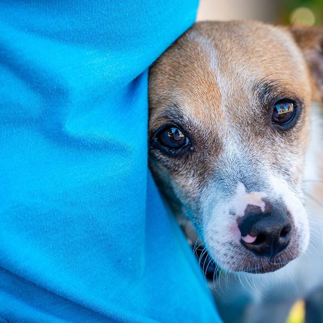 ¿Has pensado en acoger a un perro en tu casa?