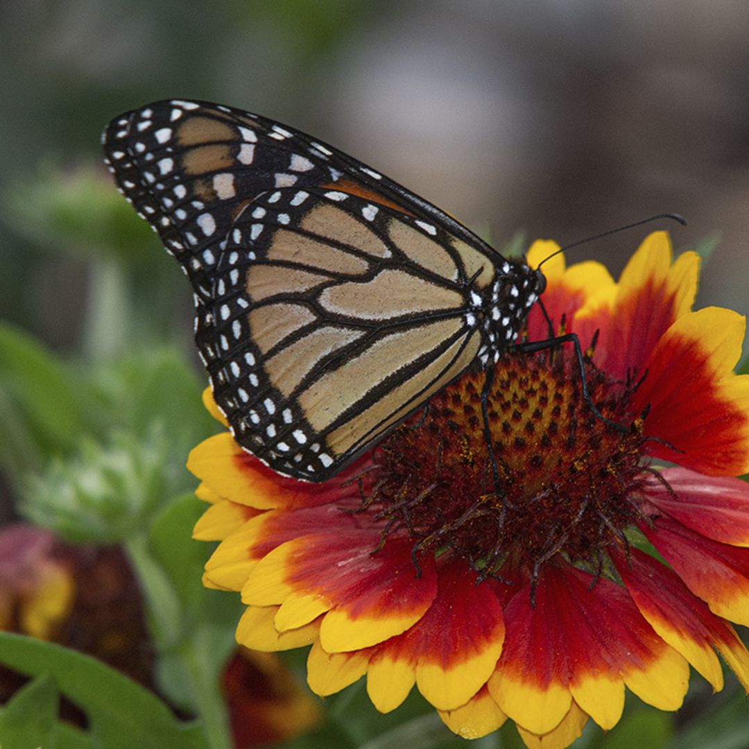 Aprende cómo se cuida la gaillardia, un híbrido entre girasoles y margaritas