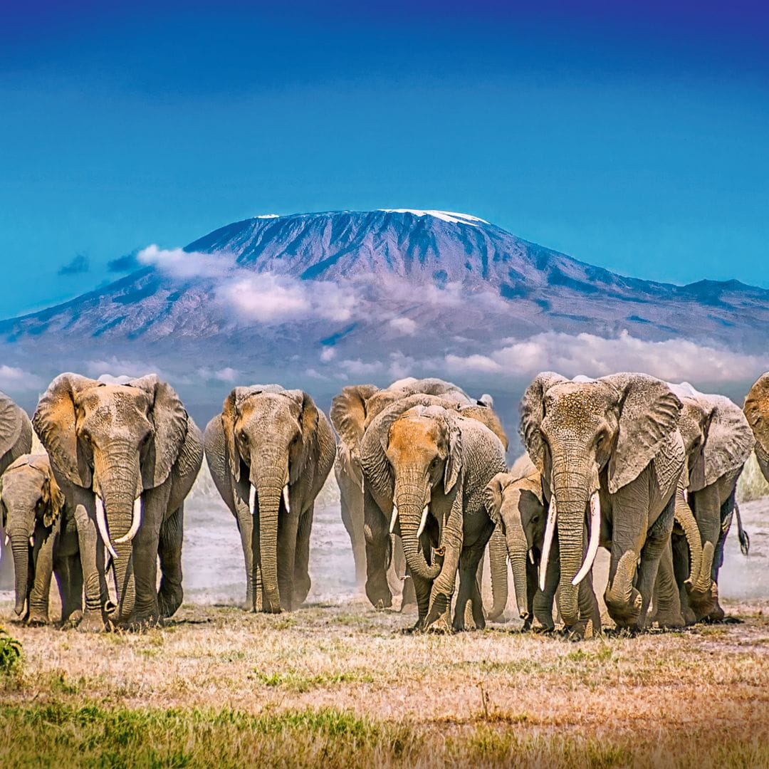 Un viaje al espectacular Parque Nacional de Amboseli, la casa de los elefantes a los pies del Kilimanjaro