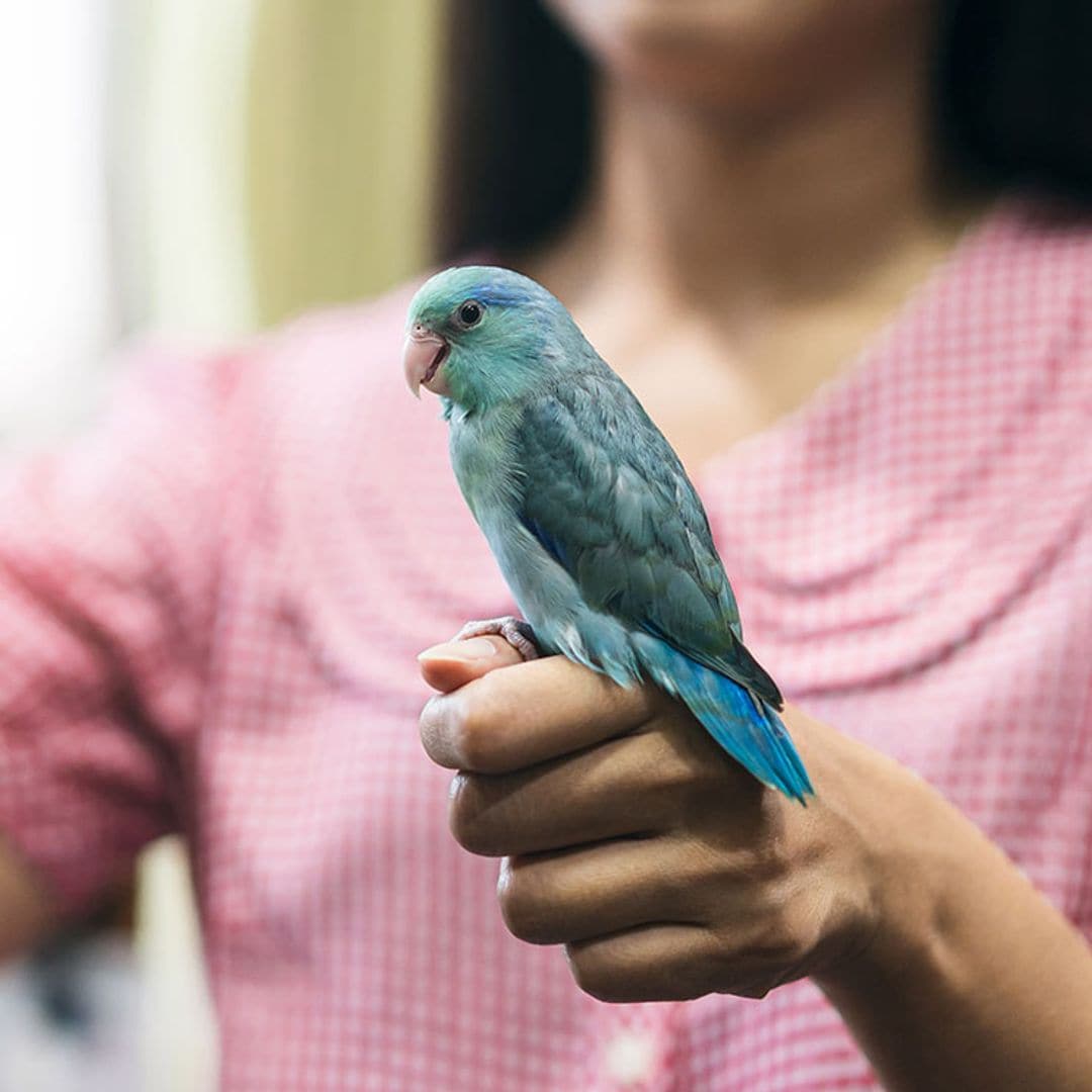 ¿Educas mal a tu pájaro? Estos son los errores más habituales