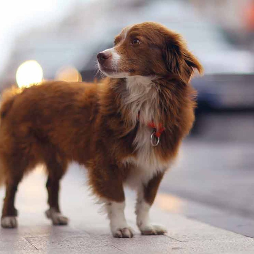 Reglas para acercarte a un perro que no te conoce