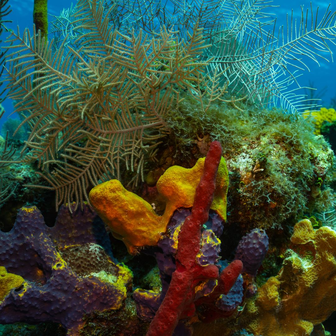 Fondos marinos de coral en Isla Juvetud
