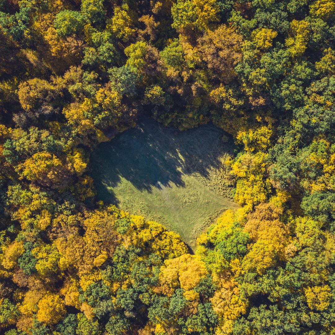 Bosque de Hoia-Baciu, Transilvania, Rumanía