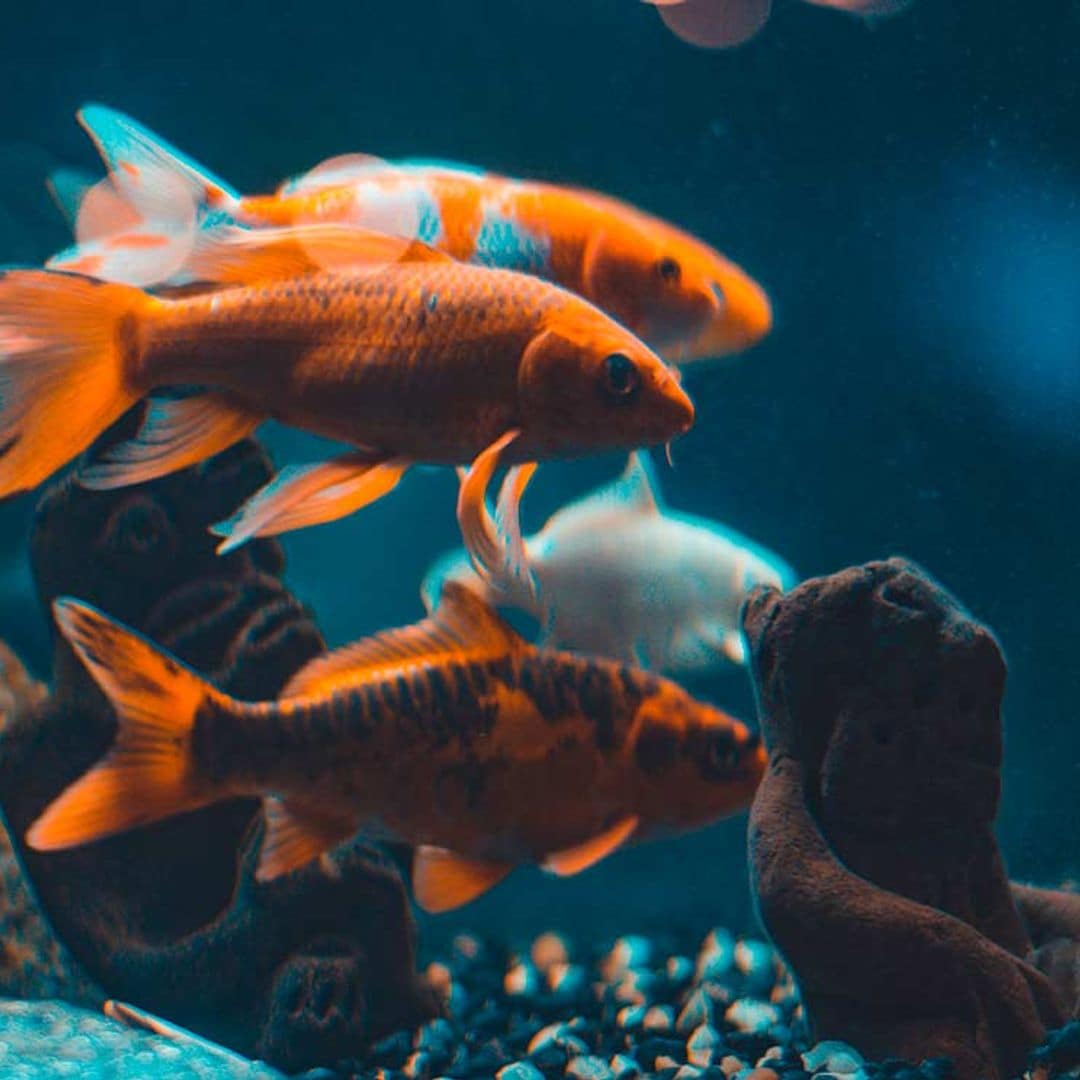 Consejos para aumentar la longevidad de tus peces