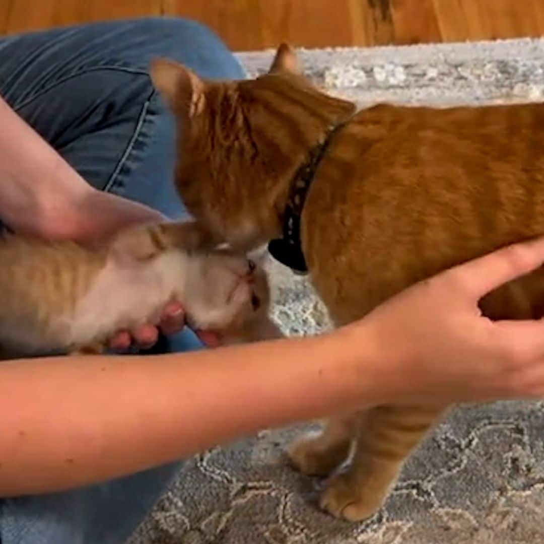 La enternecedora reacción de este gato al conocer a un pequeño gatito que te sorprenderá