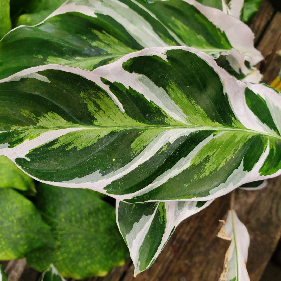 Calathea White Fusion planta variegada. 