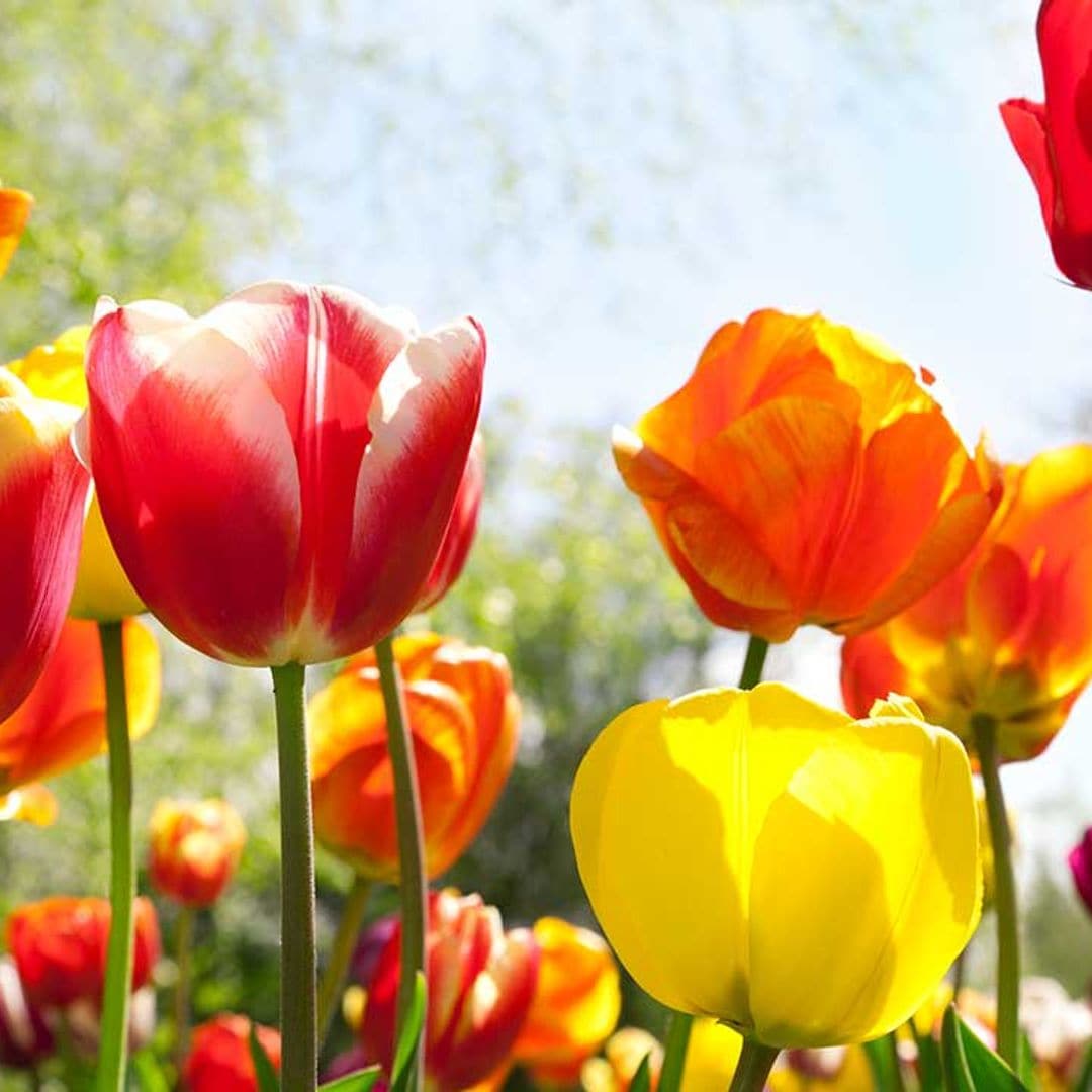 Estas son las primeras plantas que florecen en primavera