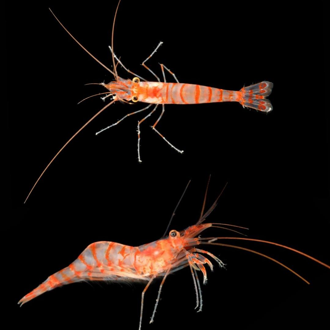 Una de las últimas incorporaciones al catálogo de especies descubiertas por Ocean Census. Este pequeño crustáceo forma parte de la enorme diversidad oculta que sigue apareciendo en los océanos del mundo gracias a las expediciones científicas que exploran hábitats marinos apenas conocidos