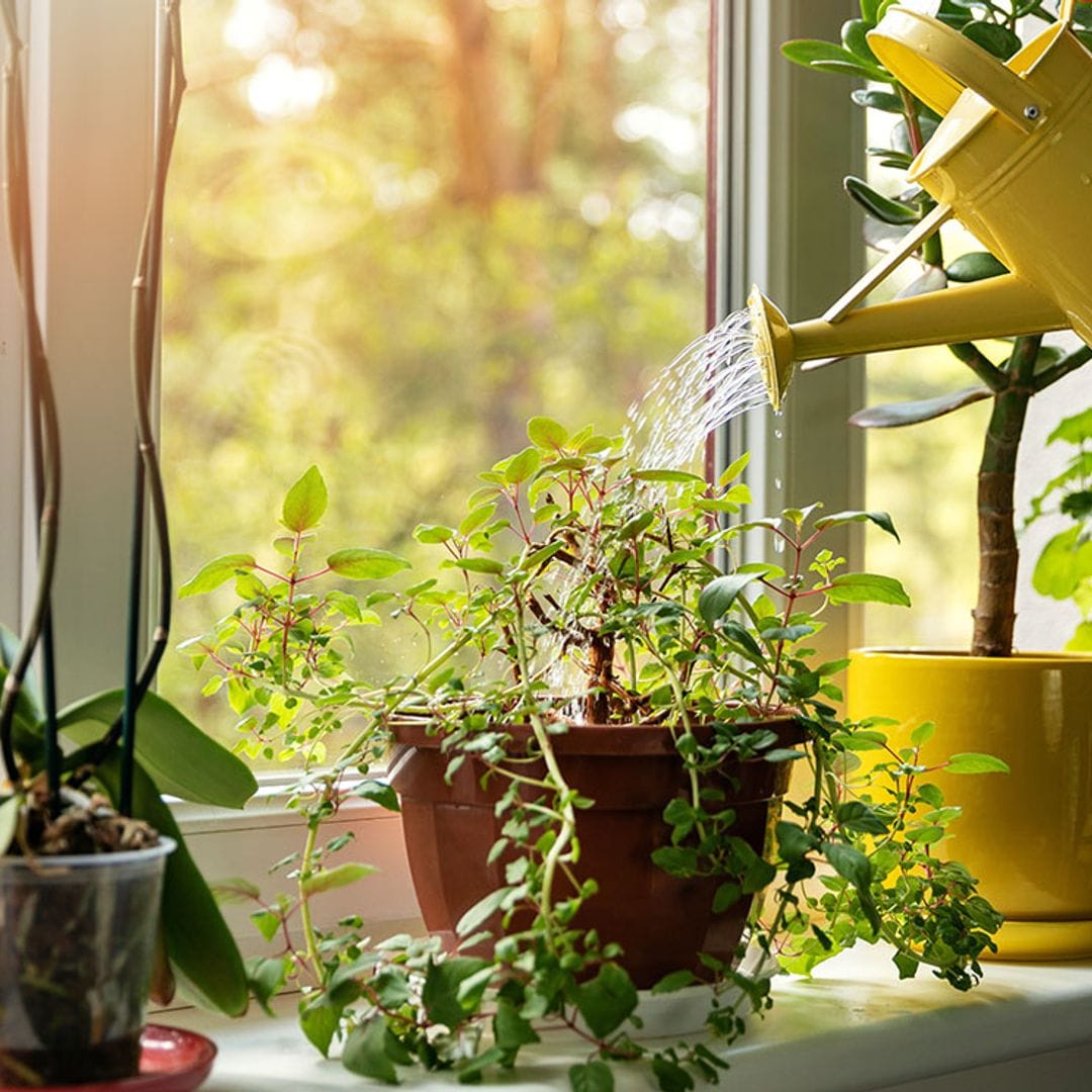8 síntomas que te avisan de que tus plantas no están sanas