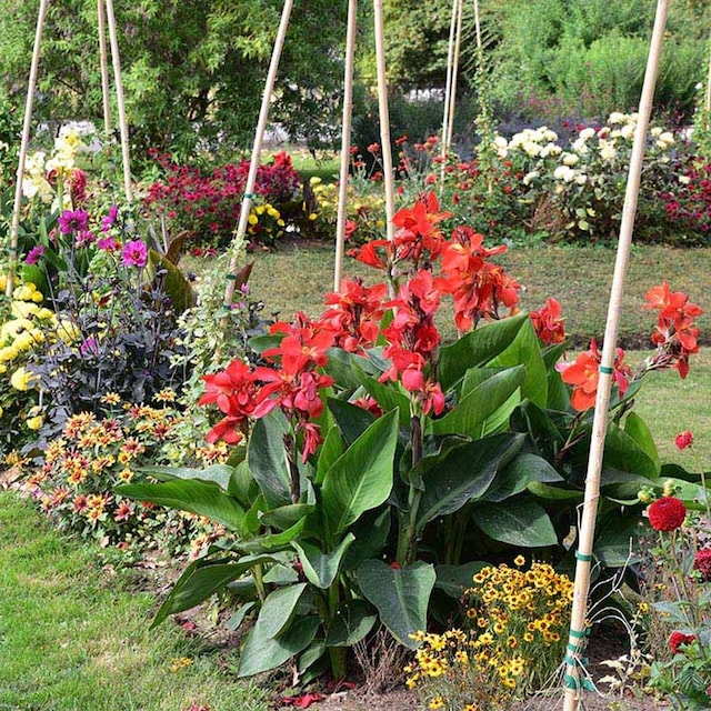 entutorar plantas