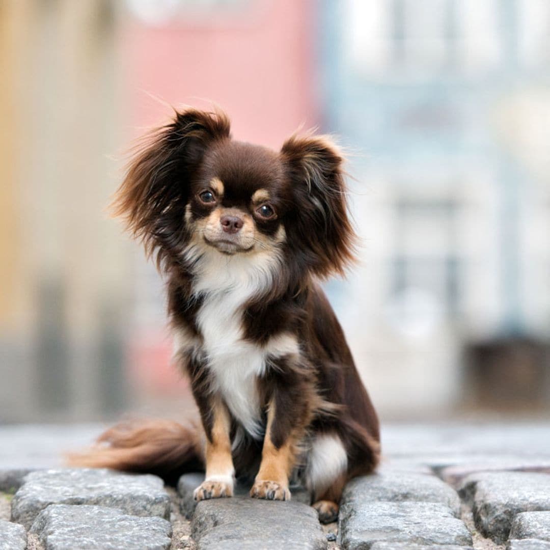 El chihuahua, la raza 'toy' más longeva