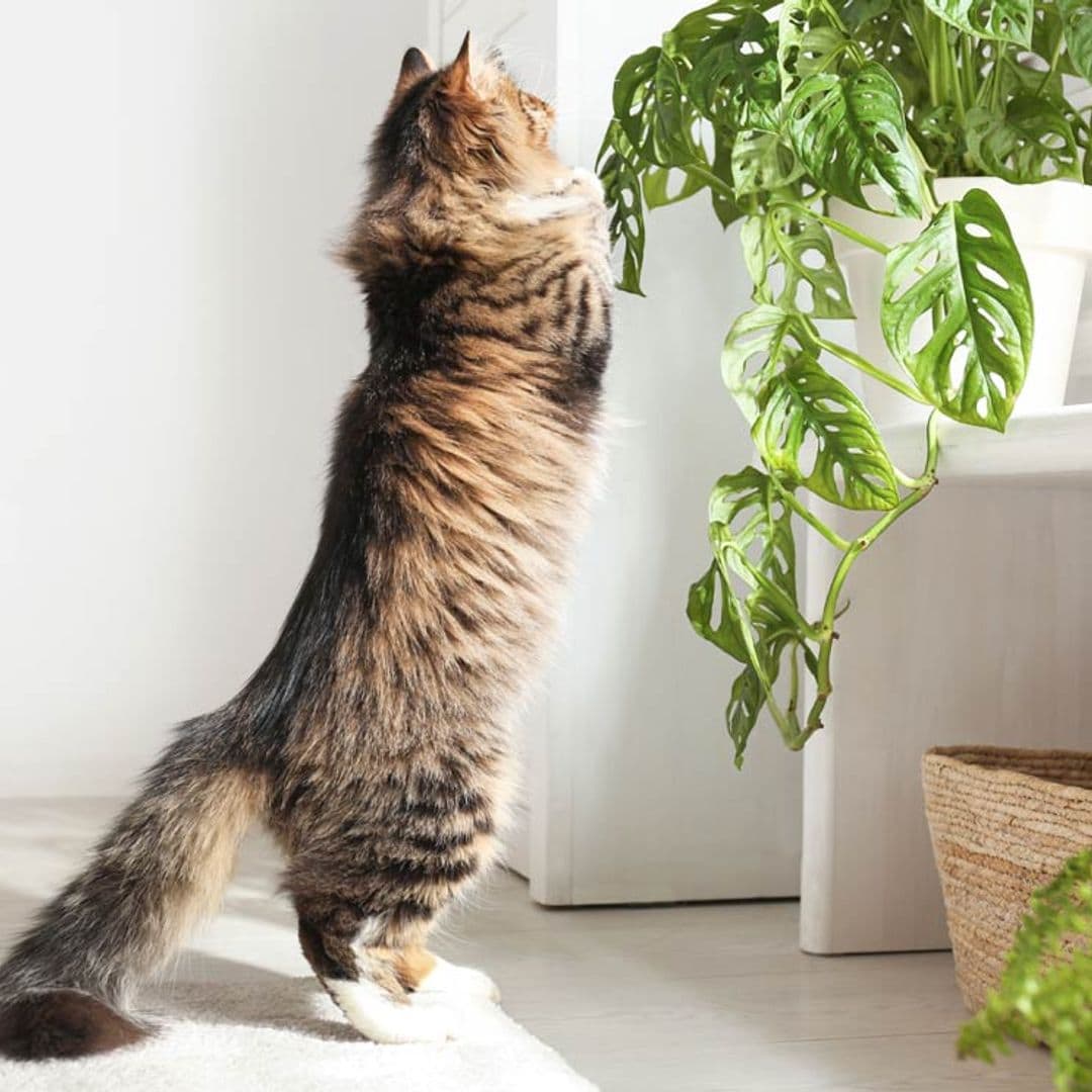20 plantas decorativas muy tóxicas para tus mascotas