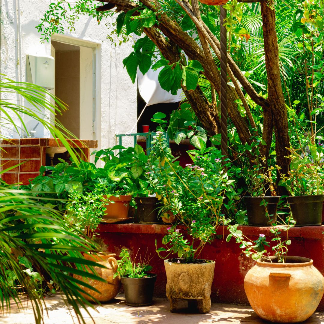 No todas las plantas necesitan lo mismo en otoño: cuáles debes proteger y cómo adaptar sus cuidados