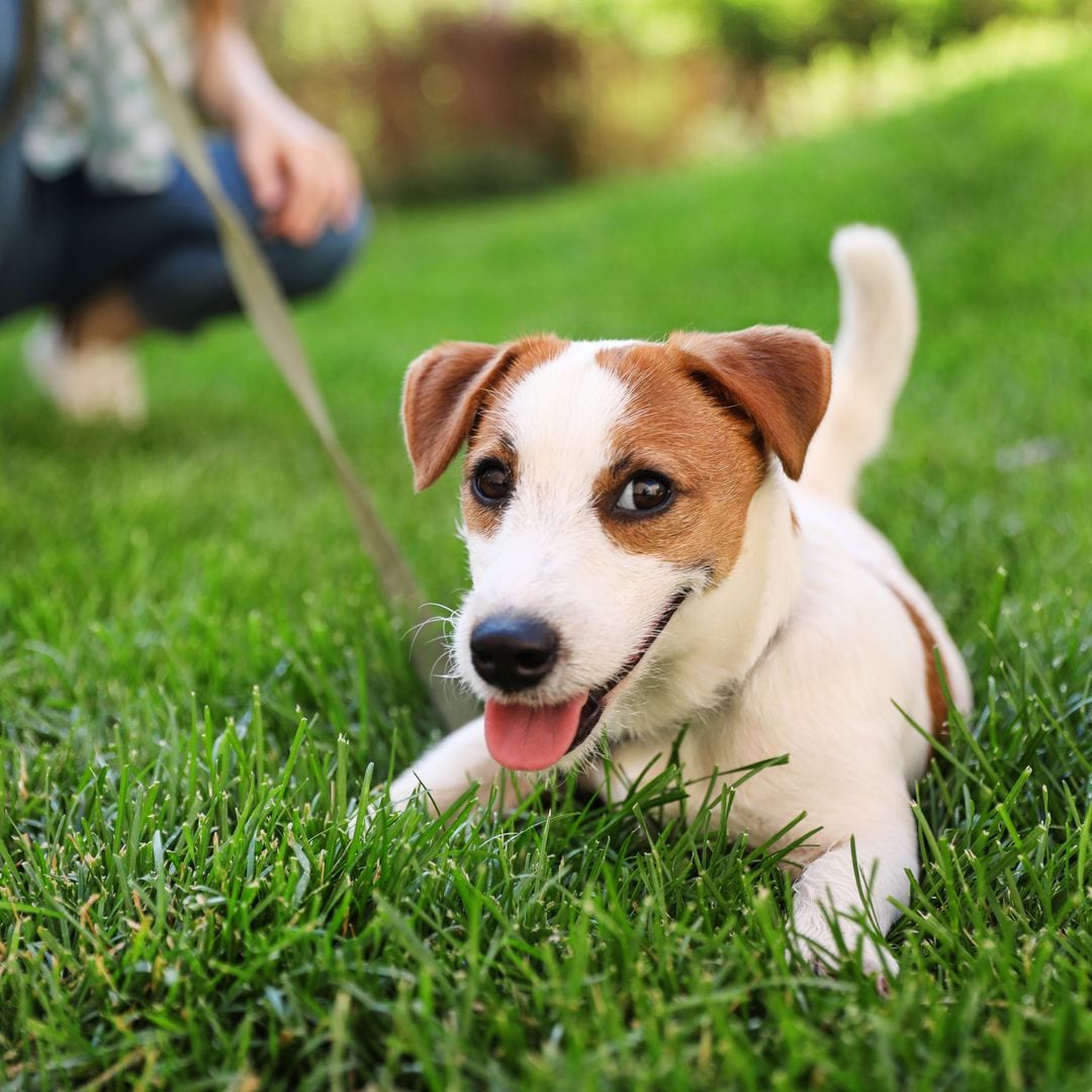 ¿Qué es el Babosil y por qué podría matar a tu perro sin que lo sepas? Ana Ramírez, experta veterinaria, responde