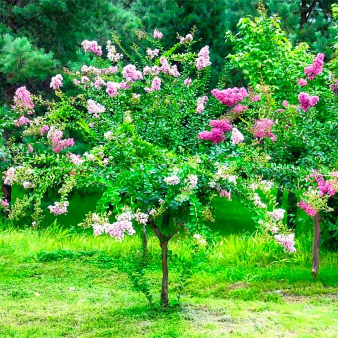 Árbol de Júpiter, un arbusto ornamental con flor perfecto para tu jardín